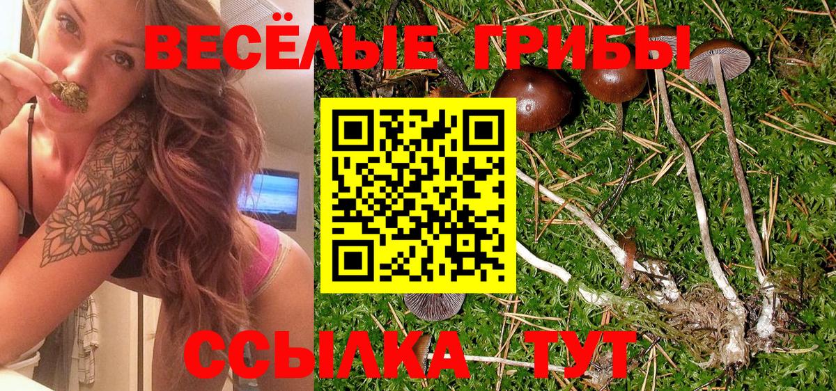 Омск  Галлюциногенные грибы Psilocybe  Вход с VPN 
